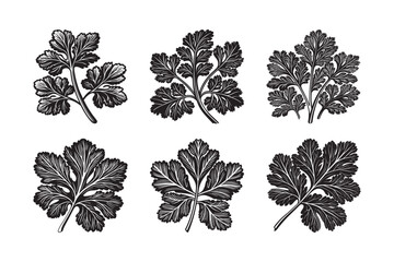   black silhouette of coriander leaves  bundle on the white background