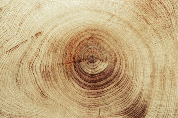 Wood pattern, detailed view of wooden surface with natural tree rings of juniper, grain and line...