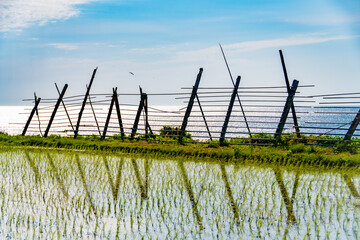 田植えが完了した海岸沿いの田んぼ