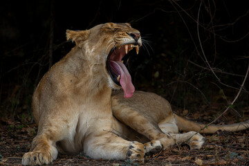 Lion yawning with dark background