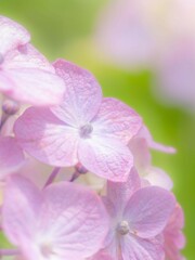 Fototapeta premium 梅雨から初夏の公園や花壇を彩るアジサイのある風景。繊細で美しい装飾花の様子のクローズアップ。木漏れ日の光でボケた景色。ぼんやりした花畑のイメージ