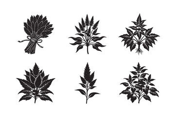   black silhouette of red amaranth  bundle on the white background