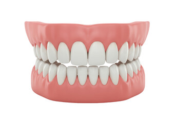 Isolated Complete Set of Dentures with Pink Gum