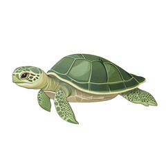 Turtle minimal flat pastel style soft shadows isolated on transparent background