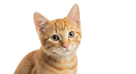 Adorable Ginger Kitten Portrait