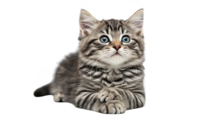 Adorable Gray Kitten With Blue Eyes