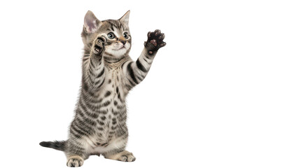 Fototapeta premium Adorable Kitten Playing Reaching Up
