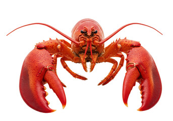 Isolated Boiled Red Lobster Seafood Delicacy