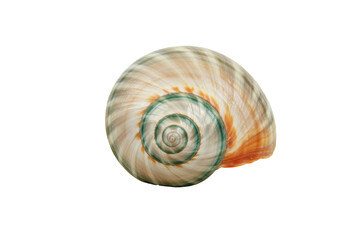 Isolated Colorful Seashell with Spiral Pattern, Ocean Treasure