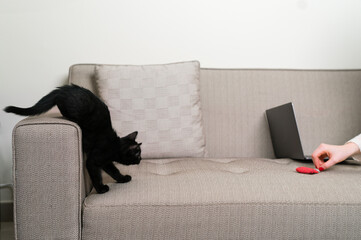 Woman playing with her kitten