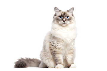 cute fluffy portrait kitty cat ragdoll looking isolated on white background PNG ,ai generated