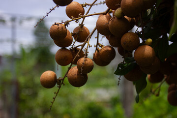 A large cluster of ripe longan fruit hanging on a tree branch, with a background of foliage and...