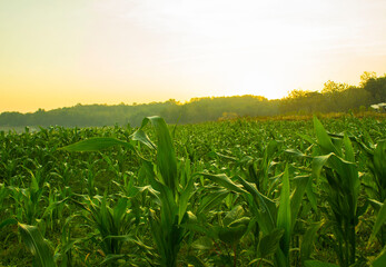 Beautiful morning sunrise over the corn field, indonesia
