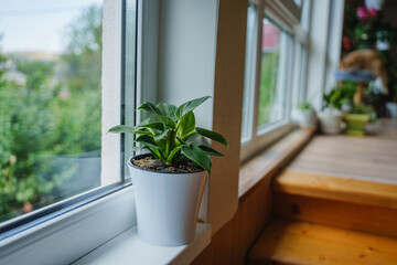 There is a Philodendron Birkin flower in a white pot on the windowsill.