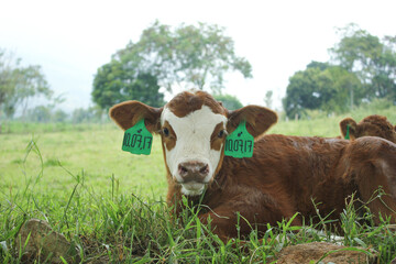 cow and calf