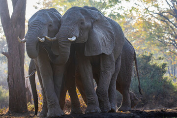 Fototapeta premium Multiple elephants