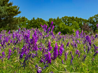 Botanical Wonderland A Symphony of Blooms