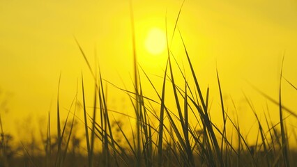 wheat in sunshine rays of light, green field against the sky, farming, grow on land on za,...