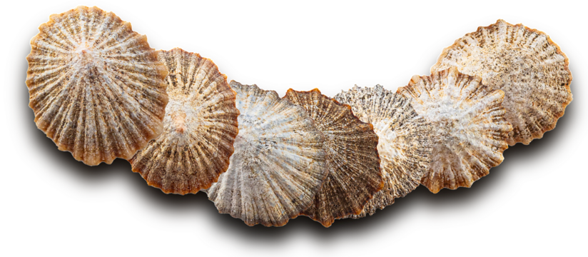 limpet shells on transparent background, top view.