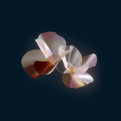 Elegant translucent flowers with soft pink tones on dark background, dreamy floral abstraction