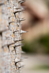 Spikes on the tree bark