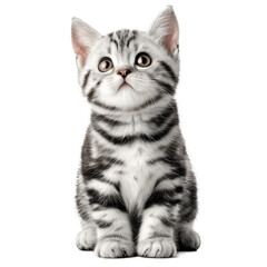 american shorthair