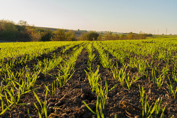 Winter wheat sprouts emerge in neat rows, stretching towards the soft light of dusk, creating a...