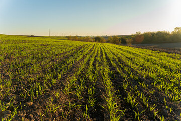Green sprouts of wheat emerge in a sunbathed winter field, creating a lush contrast against the...