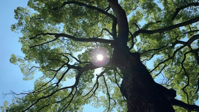 風に揺れる森の木々と太陽、新緑の季節