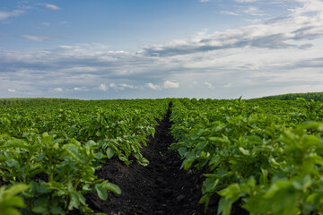 Vibrant potato plants flourish in neat rows as fluffy clouds drift across the azure sky, showcasing...