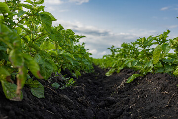 Rich green potato plants stretch across fertile soil, basking in the soft light of the late afternoon sun, showcasing nature's bounty in full bloom