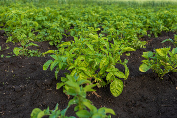 Rows of healthy potato plants flourish in rich soil, illuminated by sunlight, reflecting the harmony of nature and agriculture at its best