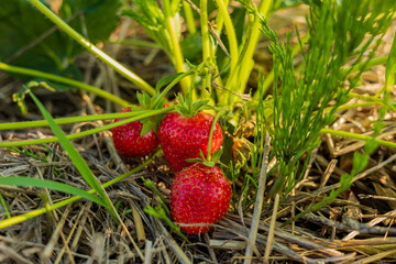 Ripe strawberries peek through lush green leaves, showcasing their juicy allure under the summer...