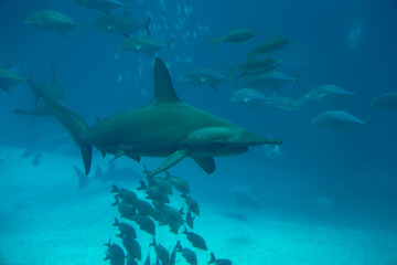 Scalloped hammerhead (Sphyrna lewini) under water