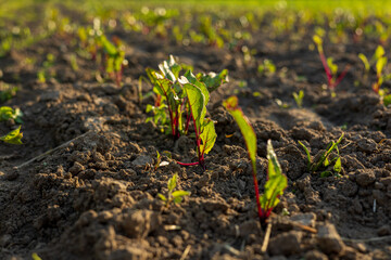 Young beetroot plants emerge from fertile earth, bathed in sunlight, illustrating the vibrant...