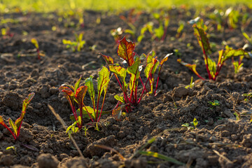 Young beet plants sprout in rich soil under the warm sunlight, showcasing the beauty of sustainable agriculture in action