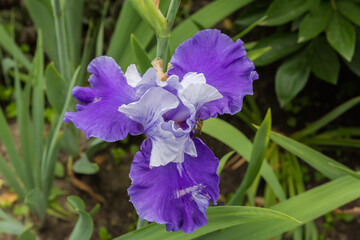 Blue flower of iris, top view on a blurred background