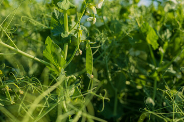 Lush green pea plants thrive in a garden, showcasing their delicate pods and leaves under the warm sunlight of afternoon