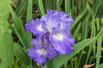 Light blue flowers of iris, top view on a blurred background