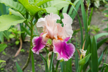 Pink-white flower of iris on a blurred background