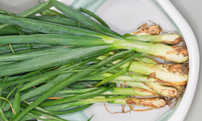 Bundle of freshly harvested green onion in container, top view