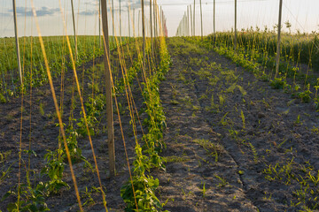 Vibrant green bean plants thrive in well-organized rows under a golden sunset, highlighting a...