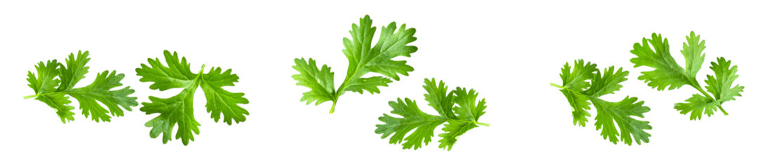 cilantro leaves isolated on transparent background