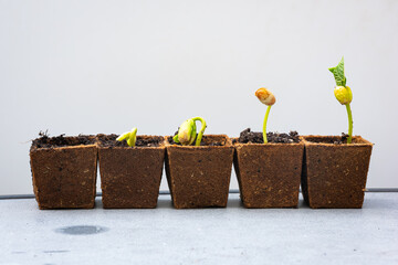 Small just emerged bean plants in order of development