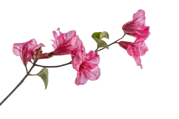 pink flowering vine on white background