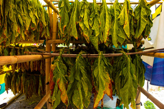 Drying traditional tobacco leaves with Hanging in a field, Indonesia. High quality dry cut tobacco big leaf.
