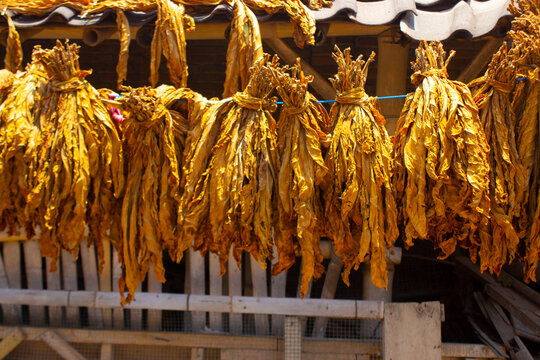 Drying traditional tobacco leaves with Hanging in a field, Indonesia. High quality dry cut tobacco big leaf.