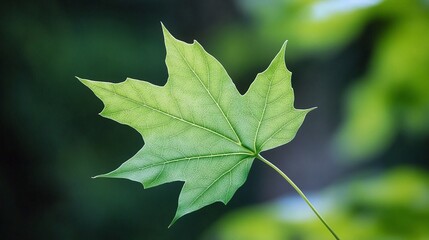 green leaf background