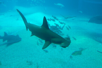 Scalloped hammerhead (Sphyrna lewini) under water