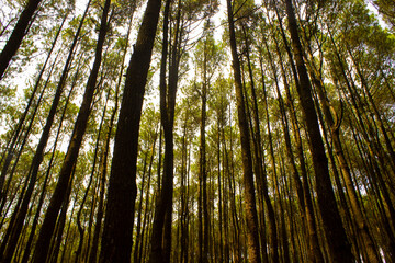 low angle shot of of a tranquil pine forest in yogyakarta (hutan pinus)